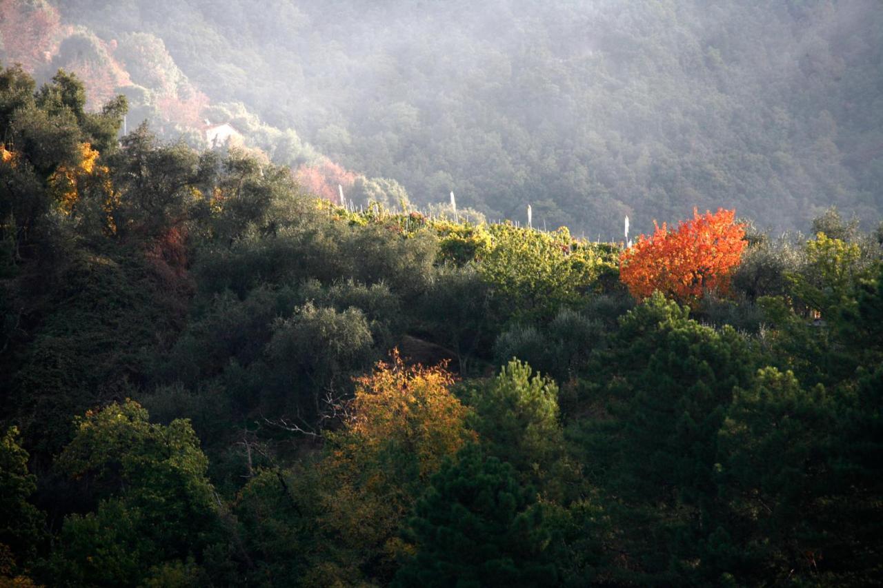 Villa il Gelsomino Lucca Esterno foto